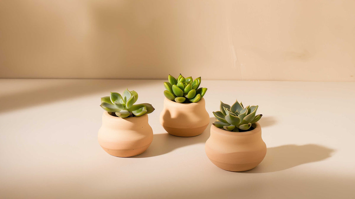 5 Simple Ways to Create a Beautiful Plant Corner at Home